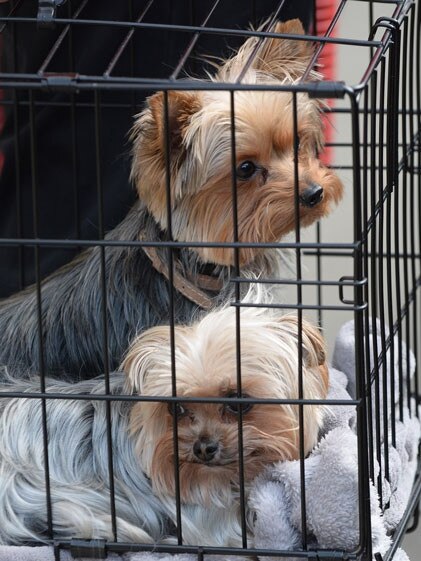 Pistol and Boo leaving Australia in 2015.