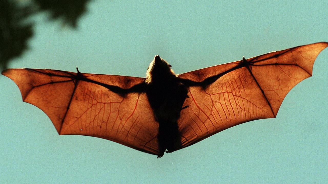 Bats in Sydney’s west are carrying the disease.