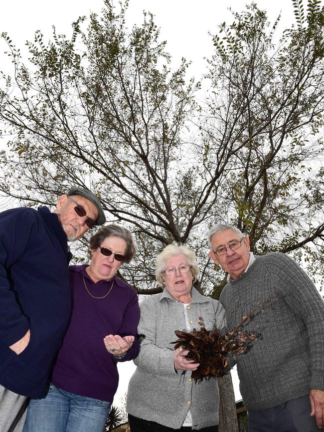 Noarlunga Downs residents Robert and Margaret Hart and Dorothy and Les Boyd, with a Chinese elm. Picture: Campbell Brodie.