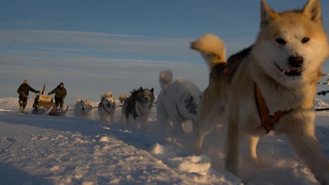 The Sirius Dog Squad patrolling North East Greenland. Picture: Alamy