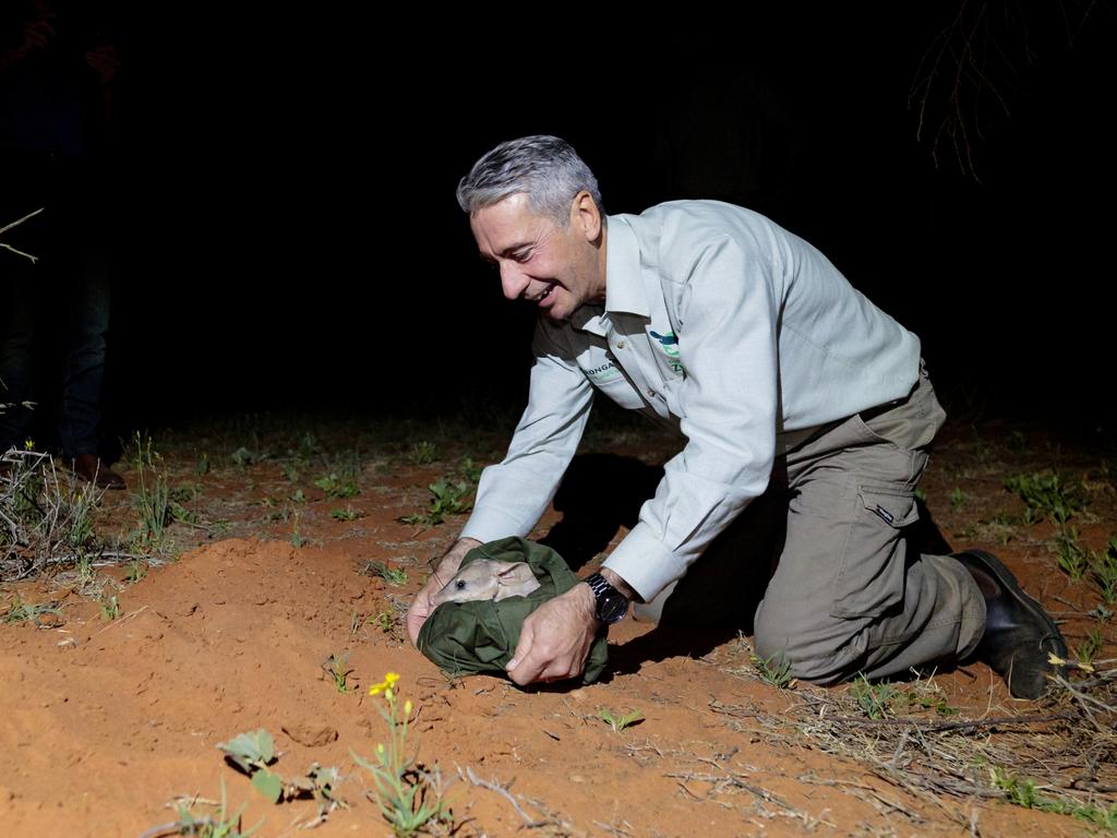 Taronga Conservation Society Australia CEO Cameron Kerr releasing a Greater Bilbies just 11 months after the zoo’s program began in Dubbo.