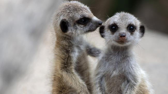 Adelaide Zoo Meerkat pups. Picture: Adrian Mann, Zoos SA