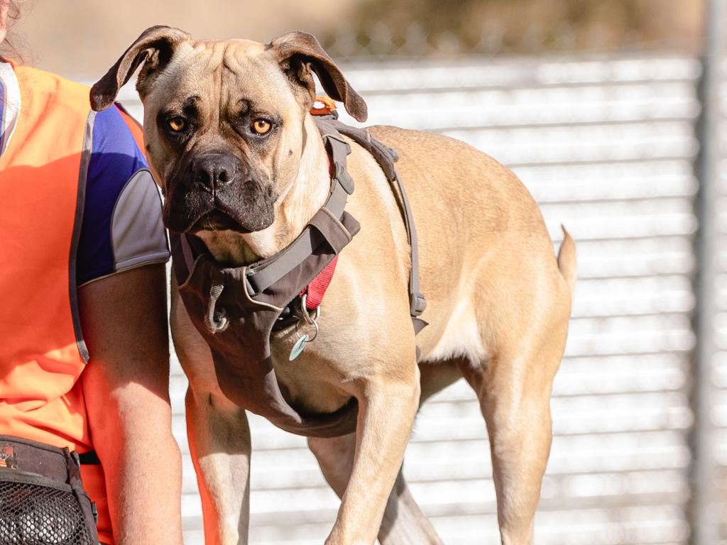 Ruby who was up for adoption at the Dogs Home of Tasmania in May. Picture: Linda Higginson