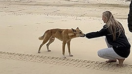 A Gold Coast influencer came under fire earlier this year for a social media post where she appeared to be interacting with a dingo on K'gari.