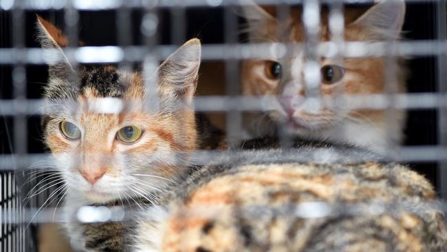 Mt Barker Council voted to introduce a controversial by-law requiring cats to be locked up between 8pm and 7am. Picture: AAP / Troy Snook