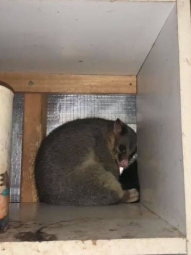 ‘He looked really sad’: Leisa said of the brushtail possum coming into her garage night after night.