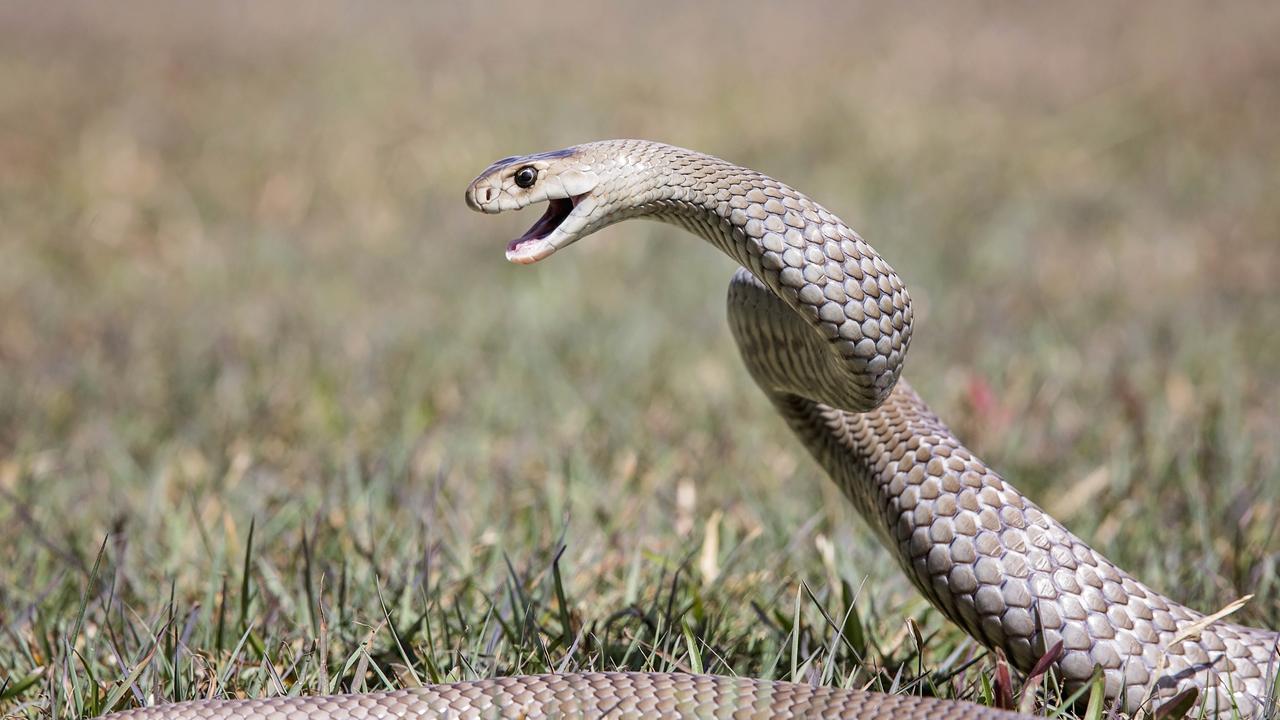 Comet Snake Bite Woman Taken To Emerald Hospital 