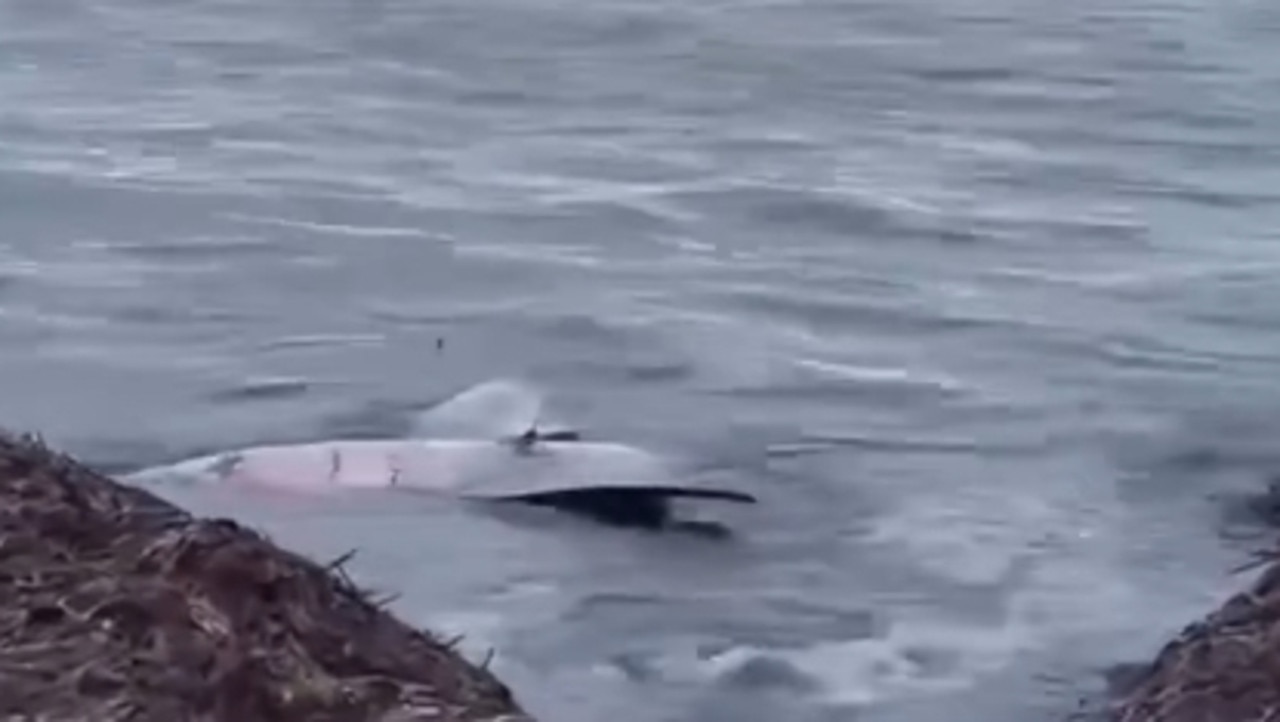 Dead shark found floating in shallows, two others seen ‘in distress’