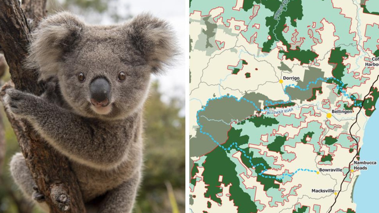 Shock support for controversial koala park