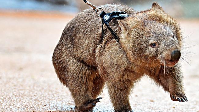 Turn that frown the other way ‘round and look at a wombat. (Pic: Zak Simmonds)