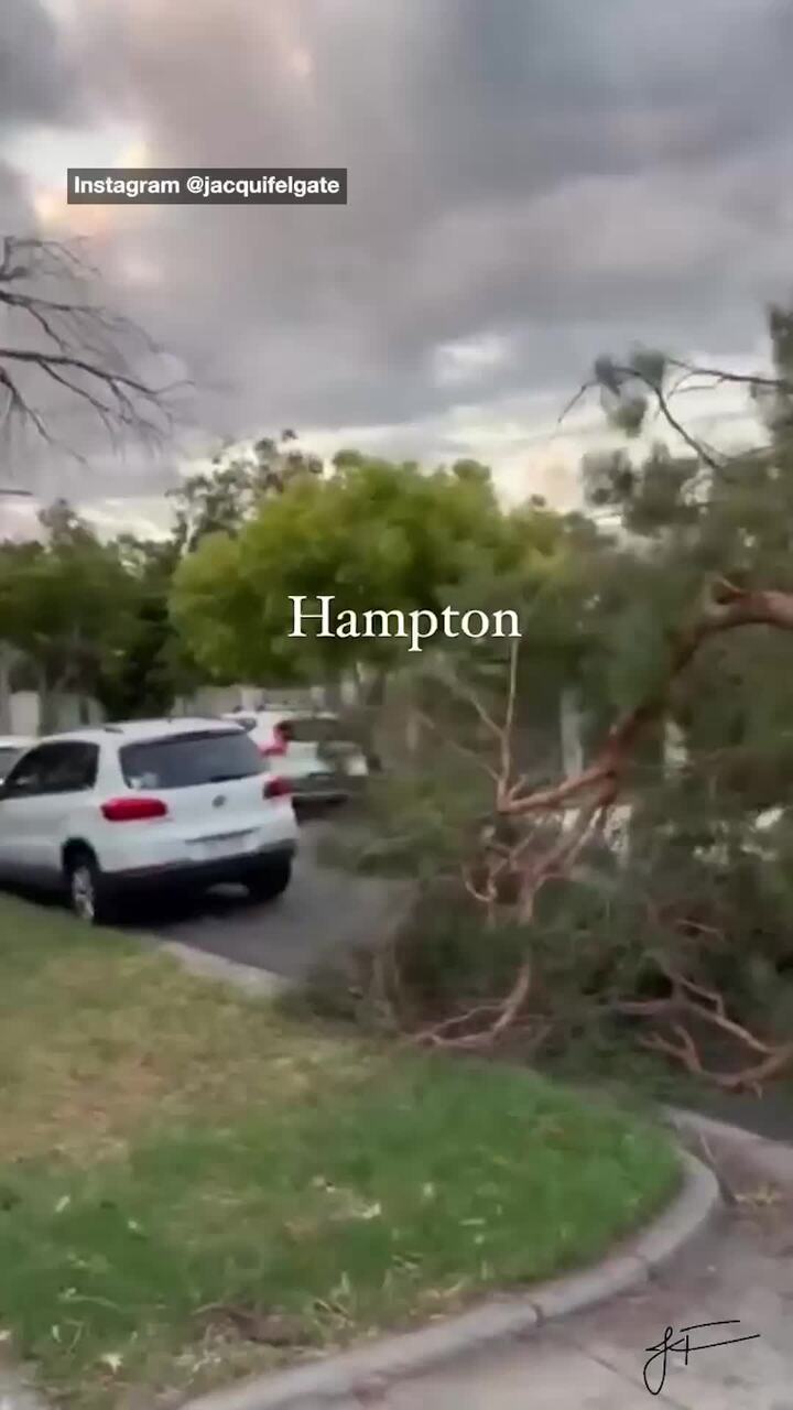 Extreme winds completely tear tree out of ground in Melbourne