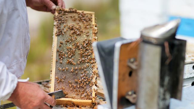 Fears on West Coast fires impact on unique Tassie bee hives.