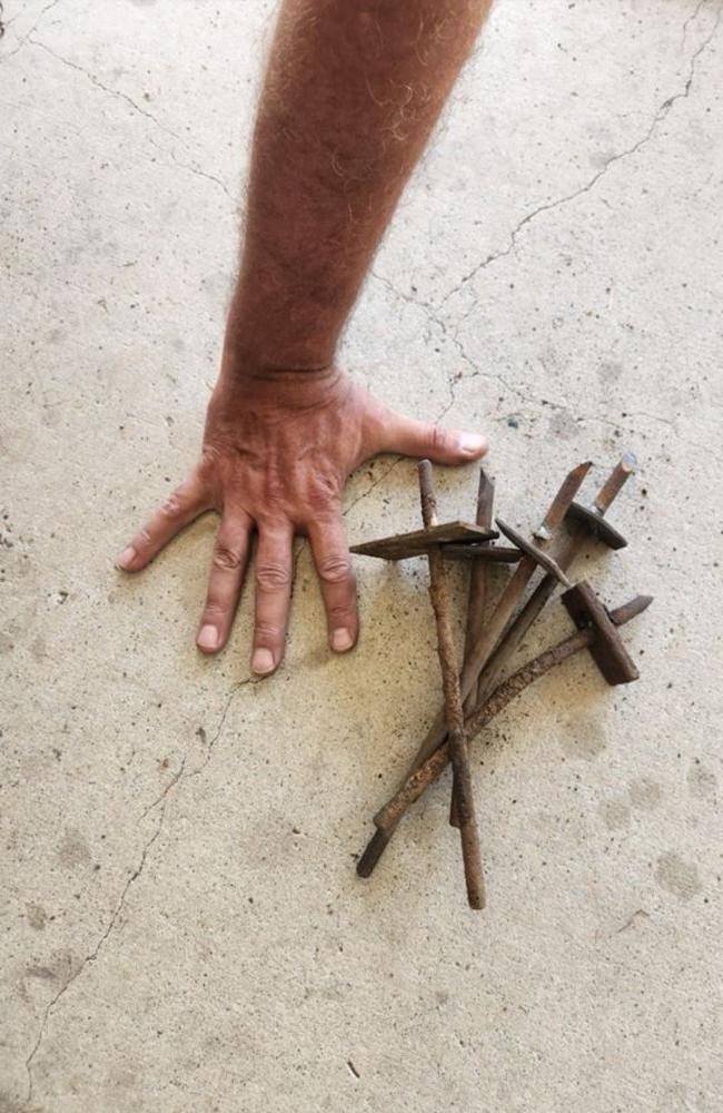 The scale of the spikes found in Tewantin National Park. Picture: Department of Environment, Science and Innovation