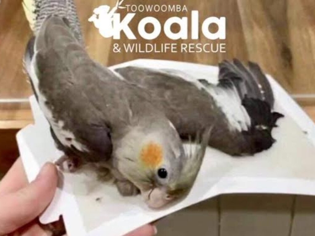 A cockatiel caught on an insect glue trap in Queensland. The Buzz Indoor Pest Glue Trap not pictured. Picture: Toowoomba Koala and Wildlife Rescue