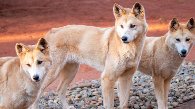 The dingoes have required a bit more TLC in the lead up to the cyclone.