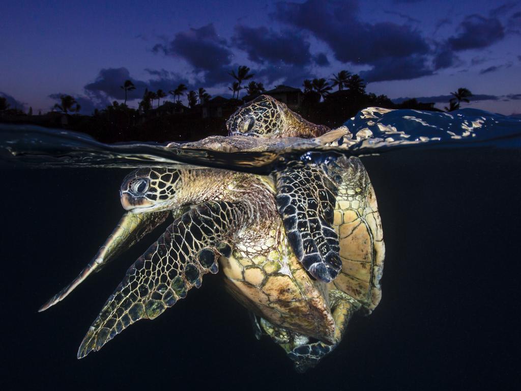 Underwater Photographer of the Year 2018. HIGHLY COMMENDED Category 4. Behaviour Credit name: Renee Capozzola/UPY 2018 Nationality: United States Image caption: Honu Love At Dusk Country taken: USA Location: Napili, Hawaii “Just after the sun had set I then noticed a large turtle underneath me swimming very fast. I saw two turtles come together and flip upside down. As I tried to capture a few shots of them, the turtles then rose to the surface and started mating there.