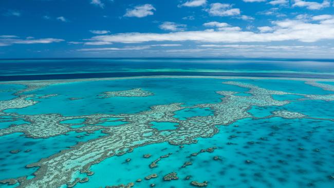 Two workshops provide the opportunity for children and adults to learn about the Great Barrier Reef.