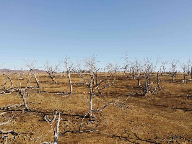 TWAM-20191005EMBARGO FOR TWAM 5 OCT 2019NO REUSE WITHOUT PERMISSIONFEE MAY APPLYDYING SHAMEDead eucalypts litter the monaro landscape and now the snowy    mountains gums are in trouble. whatÕs killing these mighty trees? PHOTO: ROHAN THOMSON