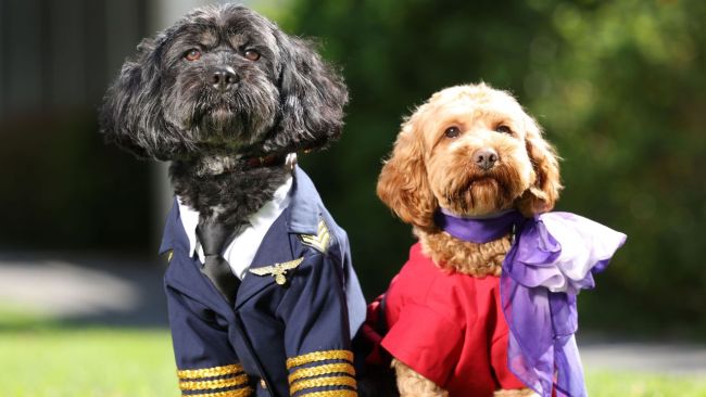 Pet dogs and cats will be ready for boarding. Image: Virgin Australia