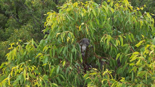 A koala was spotted in the proposed development site on May 3, 2024. Picture: Save Woogaroo Forest