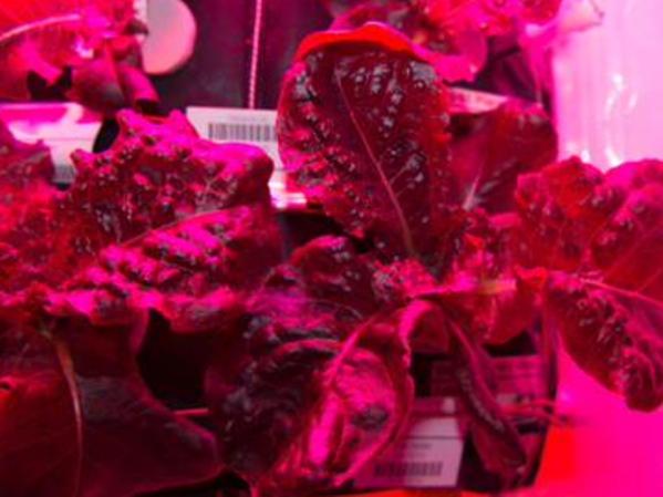 Lettuce may unlock future of space travel