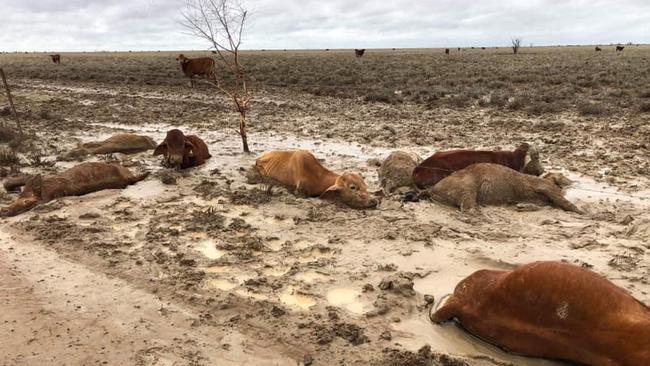 Distressing images of dead cattle at Eddington Station 20km West of Julia Creek, Qld in North West Qld following the floods. Photo: Rae Stretton