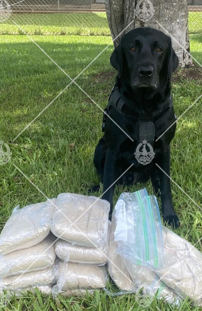 NT Police dog Diesel after seizing a large quantity of Kava. Picture: NTPFES