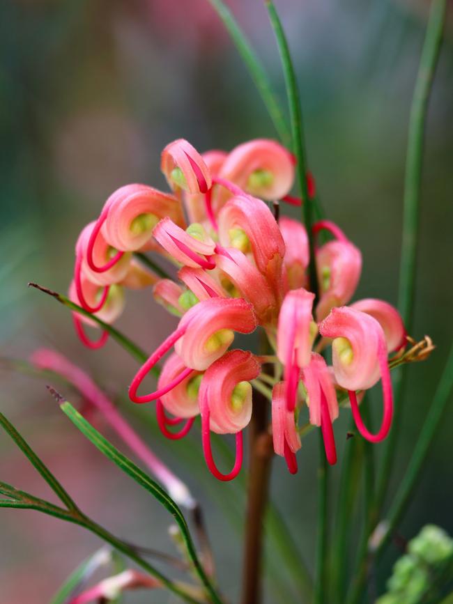 Rosemary grevillea (grevillea rosmarinifolia)