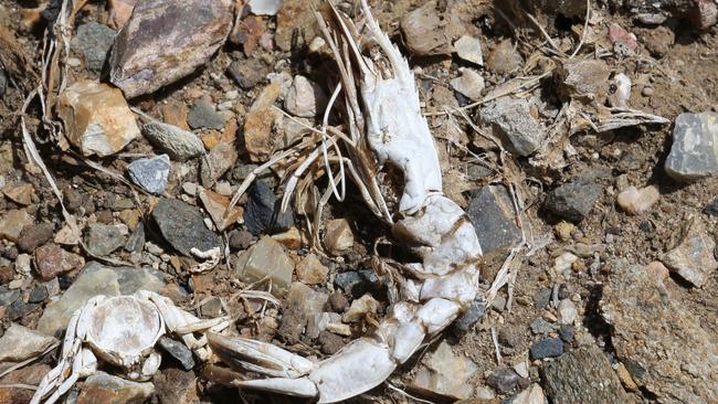 A bleached prawn and crab shell in a drained pond at Paradise Prawn Farm earlier this year. Picture Glenn Hampson.