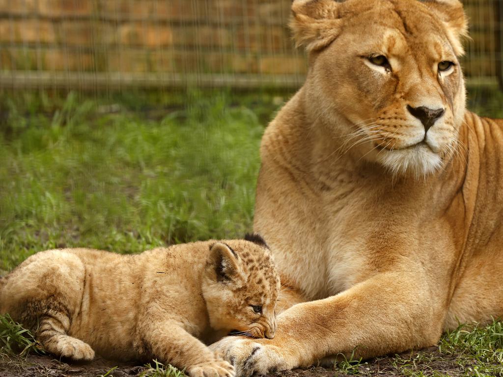 7 week-old Lion cub Roc with mum Chitwa at the Mogo Wildlife Park. Picture: Jonathan Ng