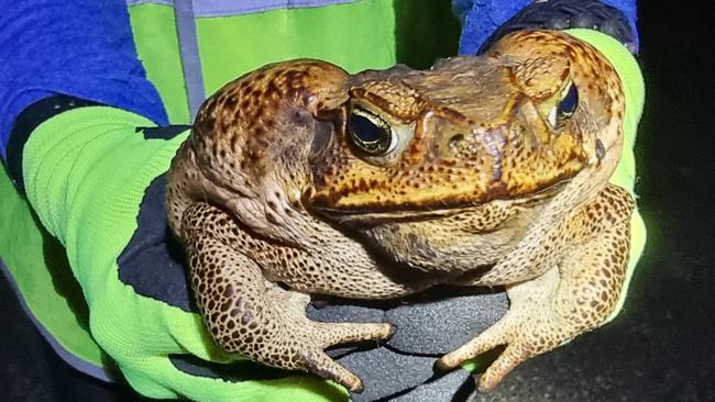 A 420g female cane toad, collected on Friday 21st January 2022 at Ashby NSW at a toad bust under the Clarence Valley Conservation in Action Landcare Group also known as the CVCIA