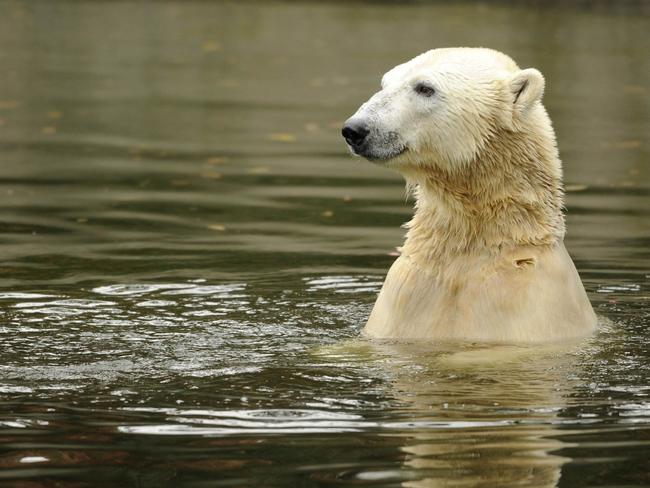 Beautiful bear ... polar bear Knut drowned in his enclosure’s pool on March 19, 2011. Picture: AFP/Odd Andersen