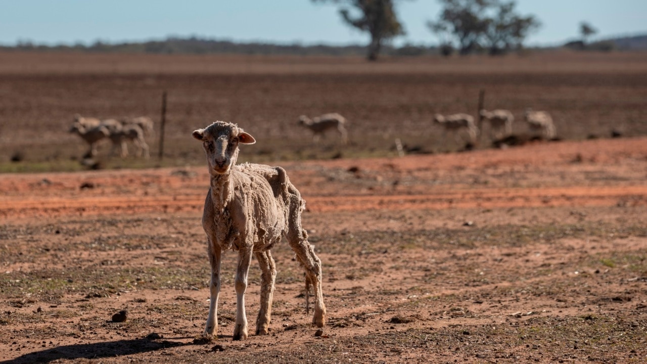 Labor’s live sheep export ban announcement comes ‘at the expense’ of regional Australia