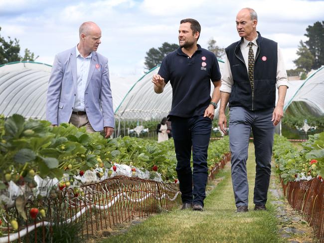 Primary Industries Minister Guy Barnett (right) with Fruit Growers Tasmania CEO Stuart Burgess (left) and Hillwood Berries General Manager Simon Dornauf (centre) at Hillwood Berries farm in November. Picture: CHRIS KIDD