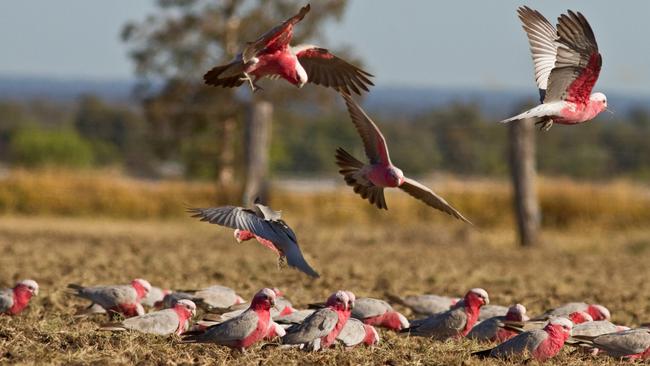 Flock of Galahs on ground feeding with others looking for spot to land in Australian outback.