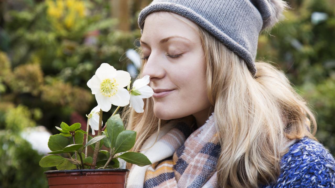 These garden stalwarts just love the cold