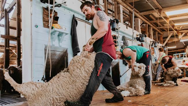 A shearer from McCarthy Shearing dragging out a sheep. Picture: Chloe Smith