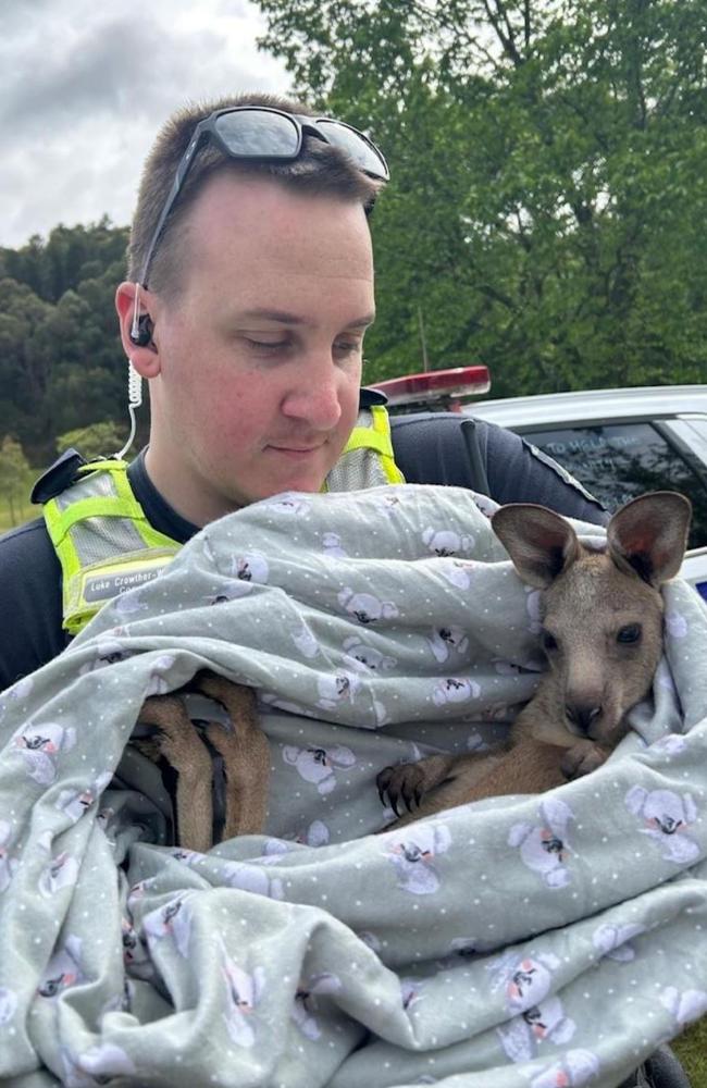 Surviving joey ‘Cardi’ with police officer. Picture: Cardina Police Service