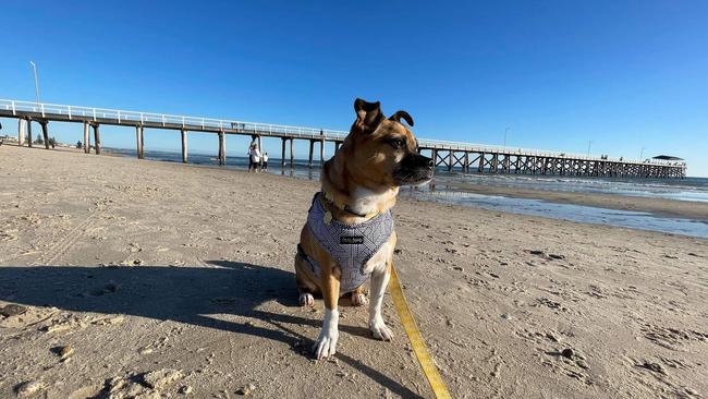 Rosie the dog pines for her family while on a walk along an Adelaide beach on the weekend.