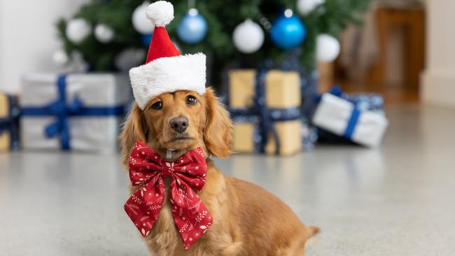 Give your dogs a quiet space to escape unfamiliar guests and keep them calm this Christmas. Image: supplied.