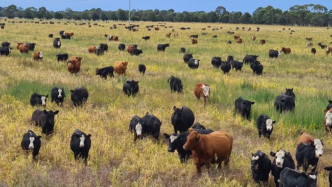 Cattle grazing at East Gippsland farmers Trevor and Carryn Caithness property.