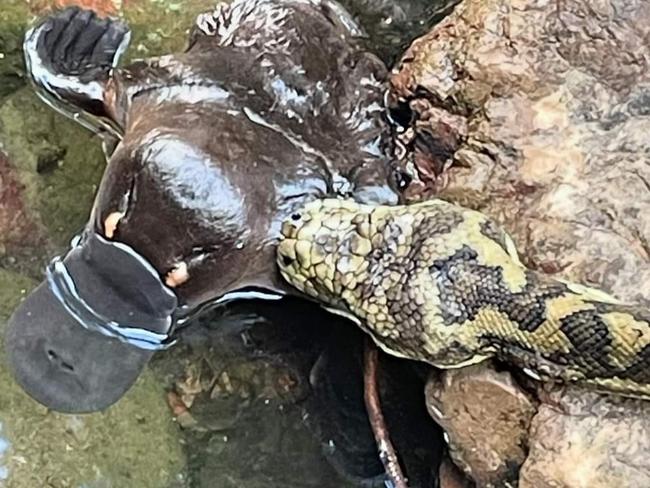 Platypus unfortunate encounter with a Carpet Python in Mary's Creek west of Gympie.