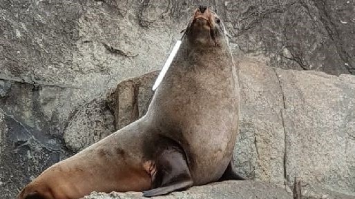 Crew from Pennicott Wilderness Journeys have helped save an injured Australian fur seal with a large gaff hook through its face.