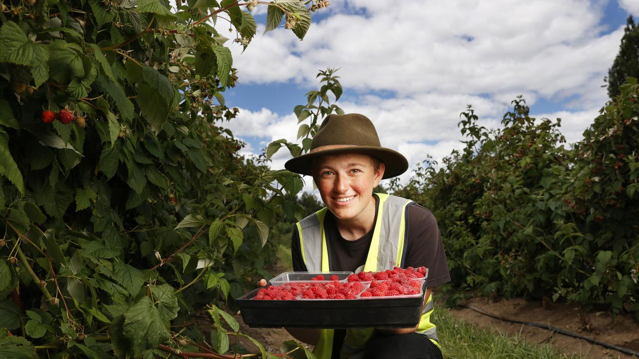 Solita Callaghan of Hobart who works at the farm. Raspberries are being picked for Christmas at Westerway Raspberry Farm. Picture: Nikki Davis-Jones