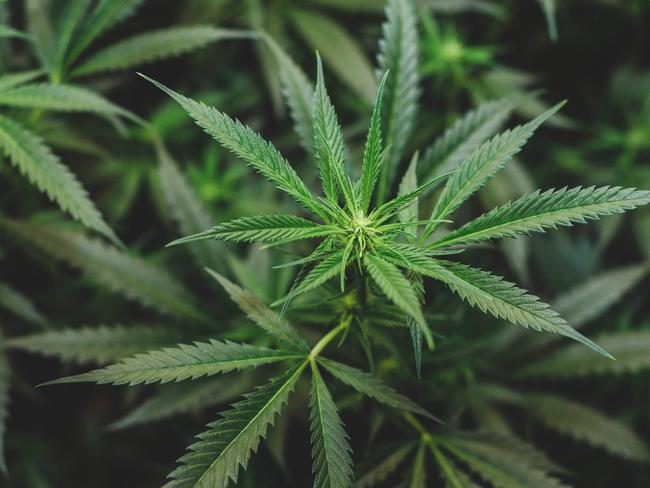 generic cannabis. PIcture: Istock