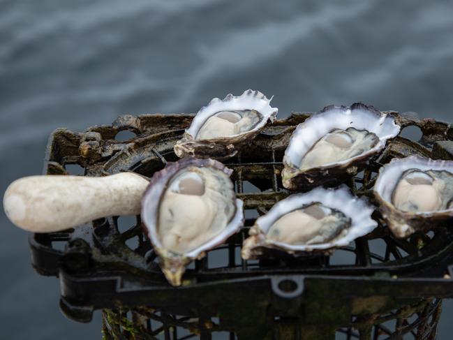 quality Tasmanian Oyster Co oysters