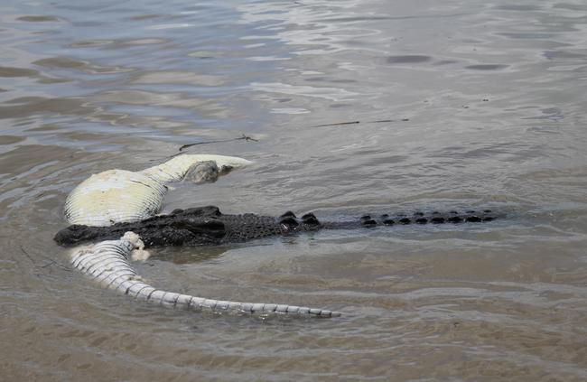 A group of three crocs have torn apart a 4m croc on the Adelaide River. Picture: Andrew Betteridge