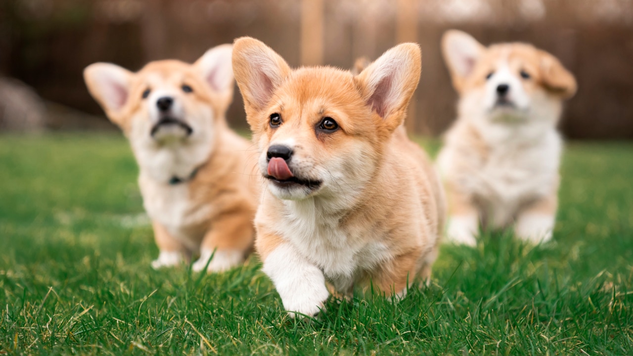 Corgi parade held at Buckingham Palace to honour the Queen | Sky News ...