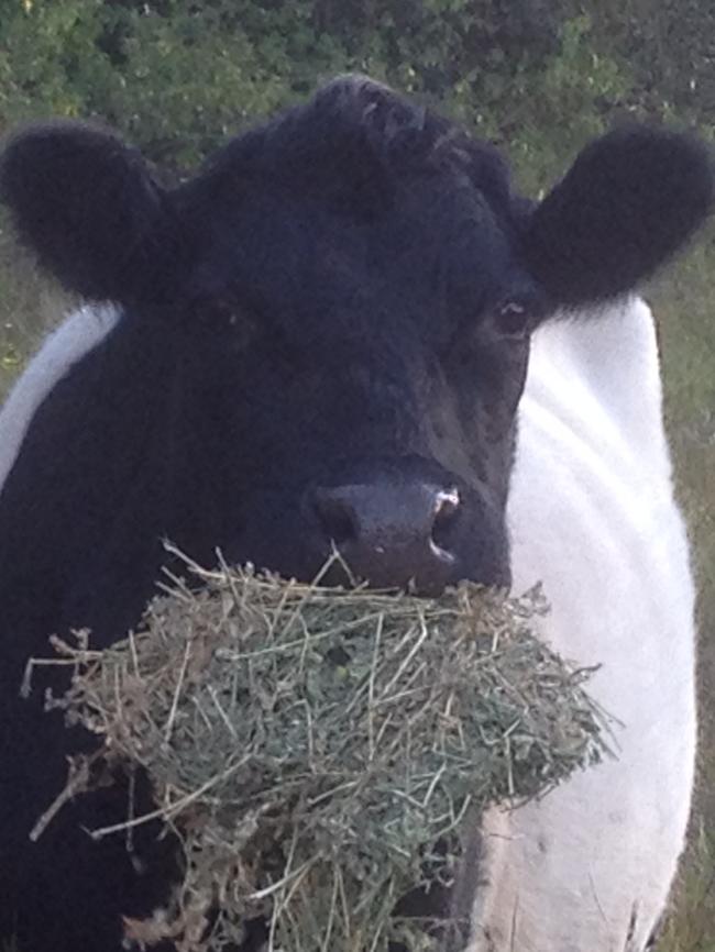 One of the cows caught red hoofed with the stolen grass in its mouth.