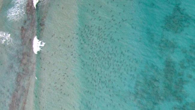 sharkmigration The sharks have arrived! Thousands of sharks spotted off Palm Beach this morning during the aerial survey flight. Looking forward to fishing and tagging this weekend. #sharkmigration #blacktip #shark @colganfoundation. Picture: sharkmigration/Instagram